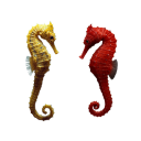 Hippocampe